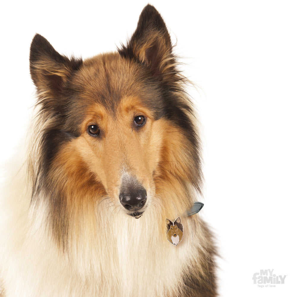 Placa de Identificación Collie