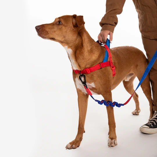 Arnés Zeedog Antihalones Marvel Spider-man Talla L