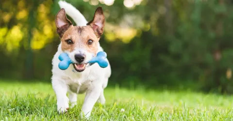 Cómo controlar el peso de tu Hipermascota y evitar la obesidad