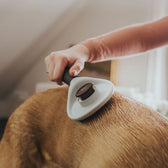 Hunter Plucking Brush Spa Self-Cleaning S